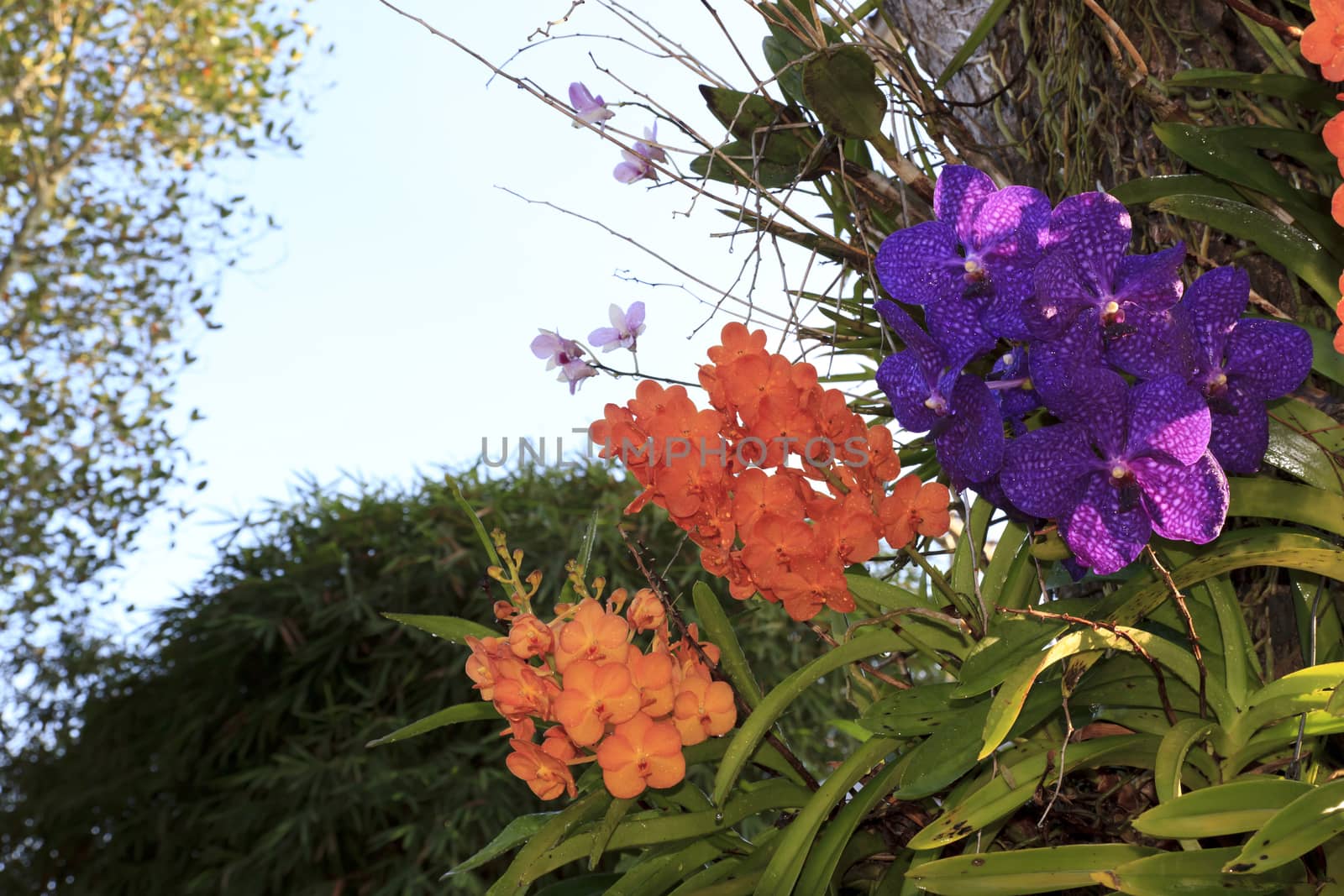 Orchid multi-species with multi-color.