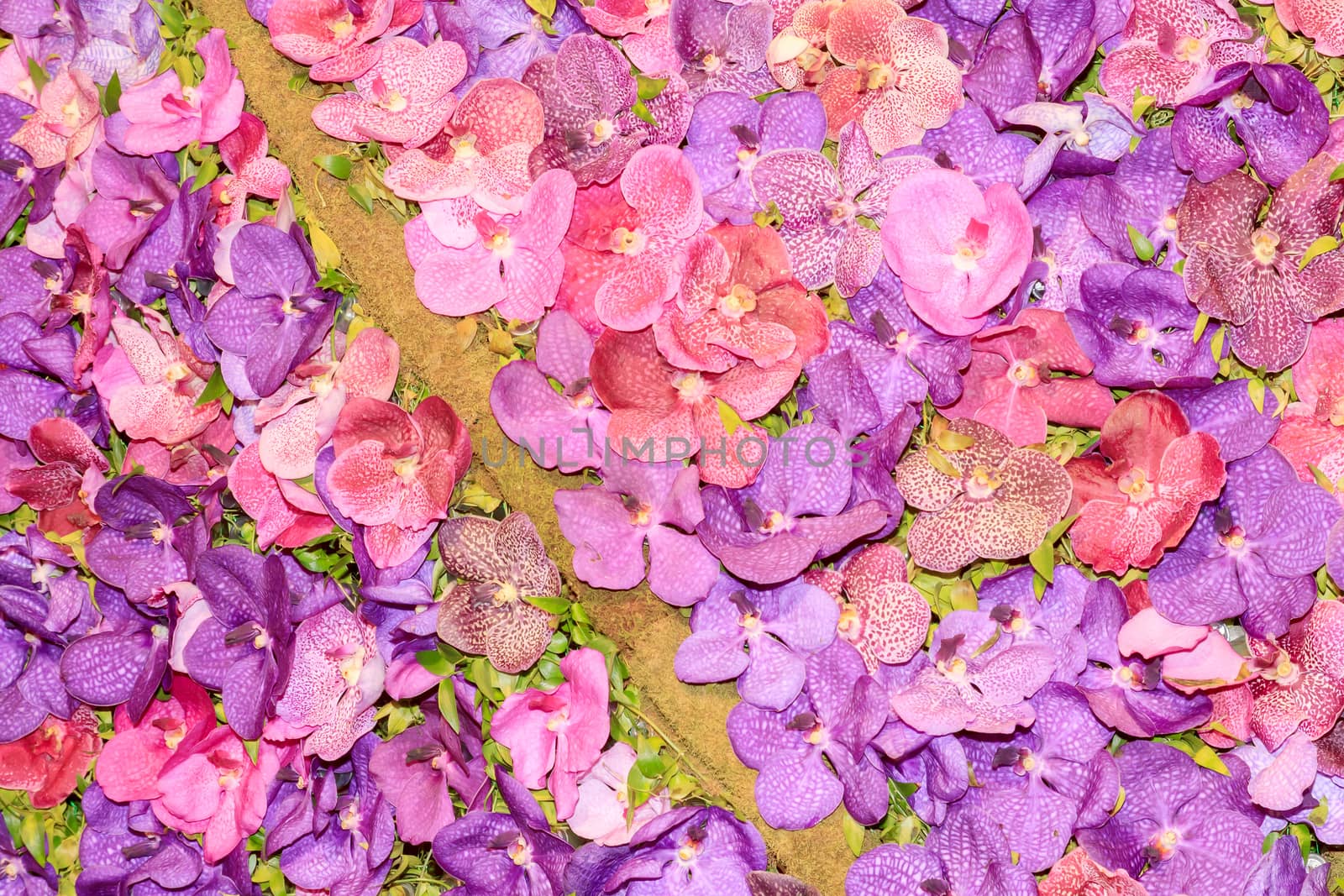 Texture background of the beautiful orchid flowers.