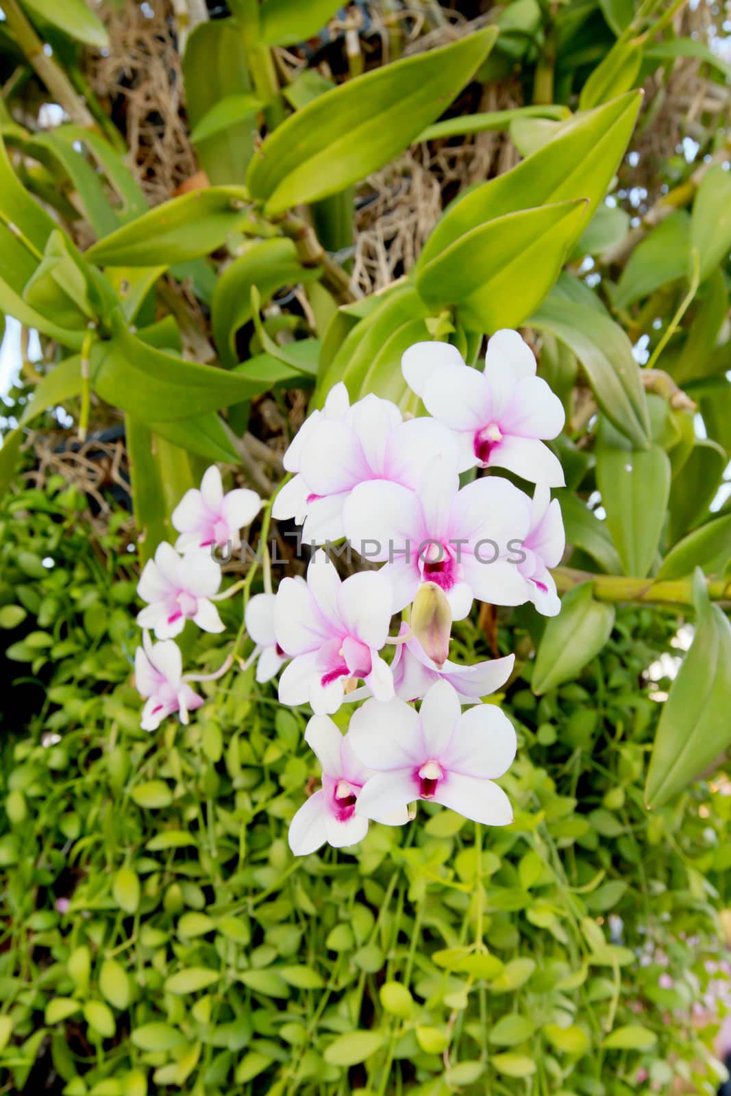 Beautiful orchid fresh flowers on a green background.