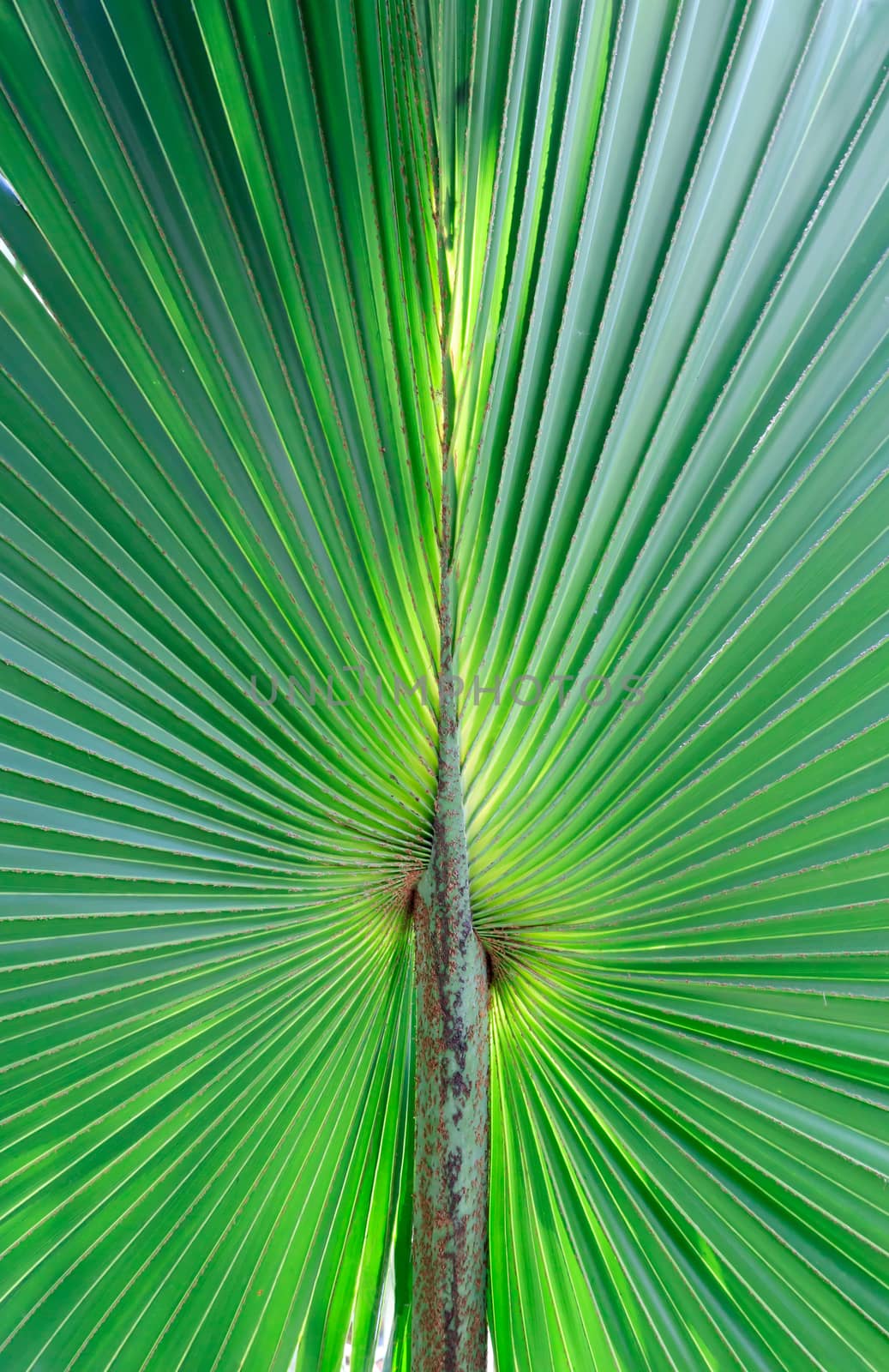 Stalk of the palm leaves, can be used as background.