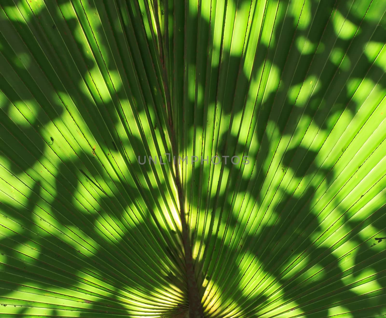 Stalk of the palm leaves, can be used as background.