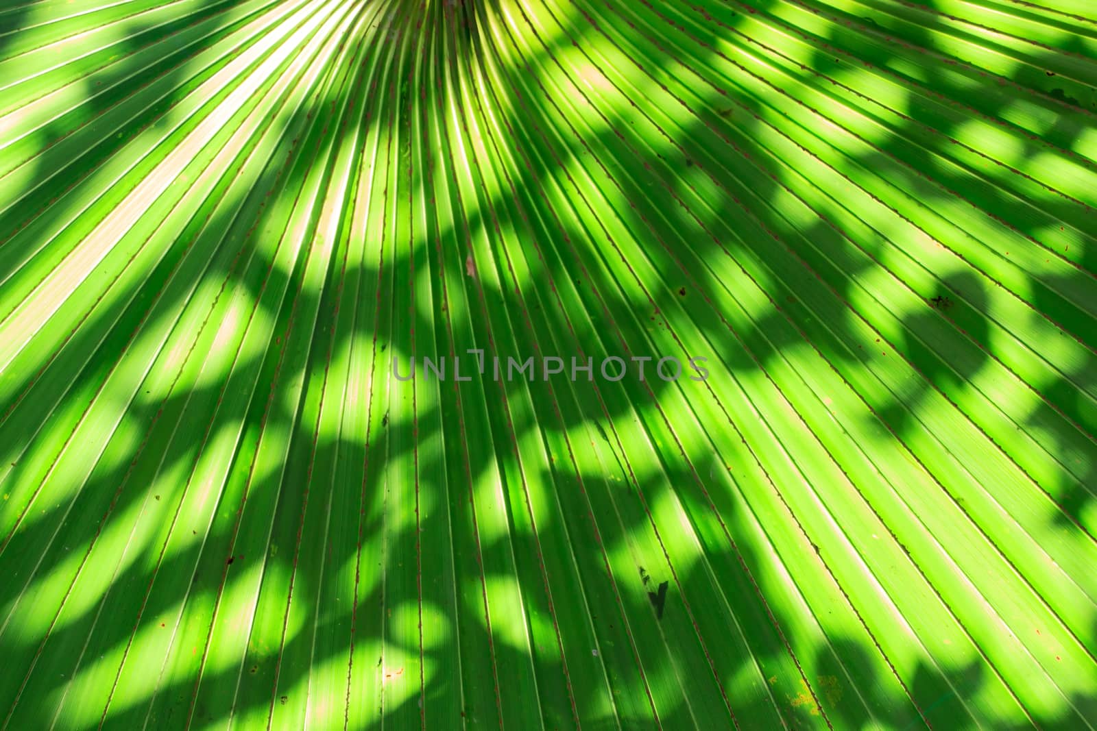 Stalk of the palm leaves, can be used as background.