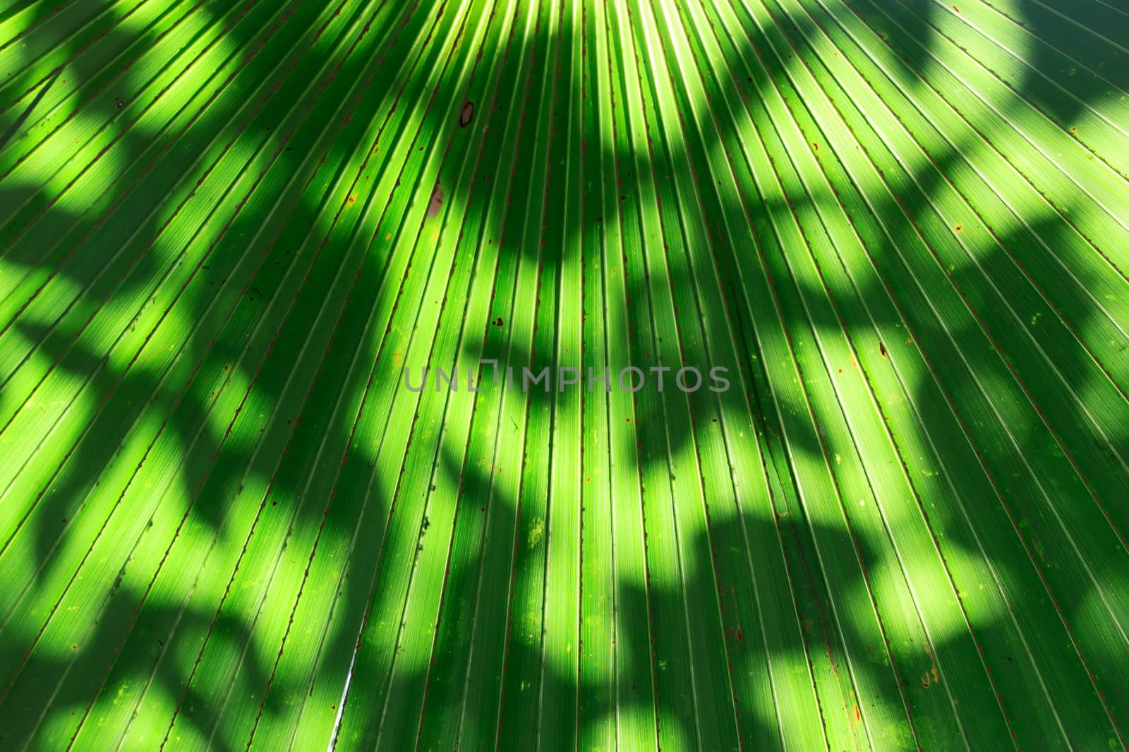 Stalk of the palm leaves, can be used as background.