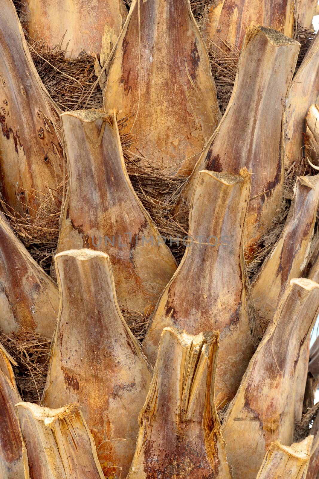 Close-up of the trunk of a palm tree pattern.