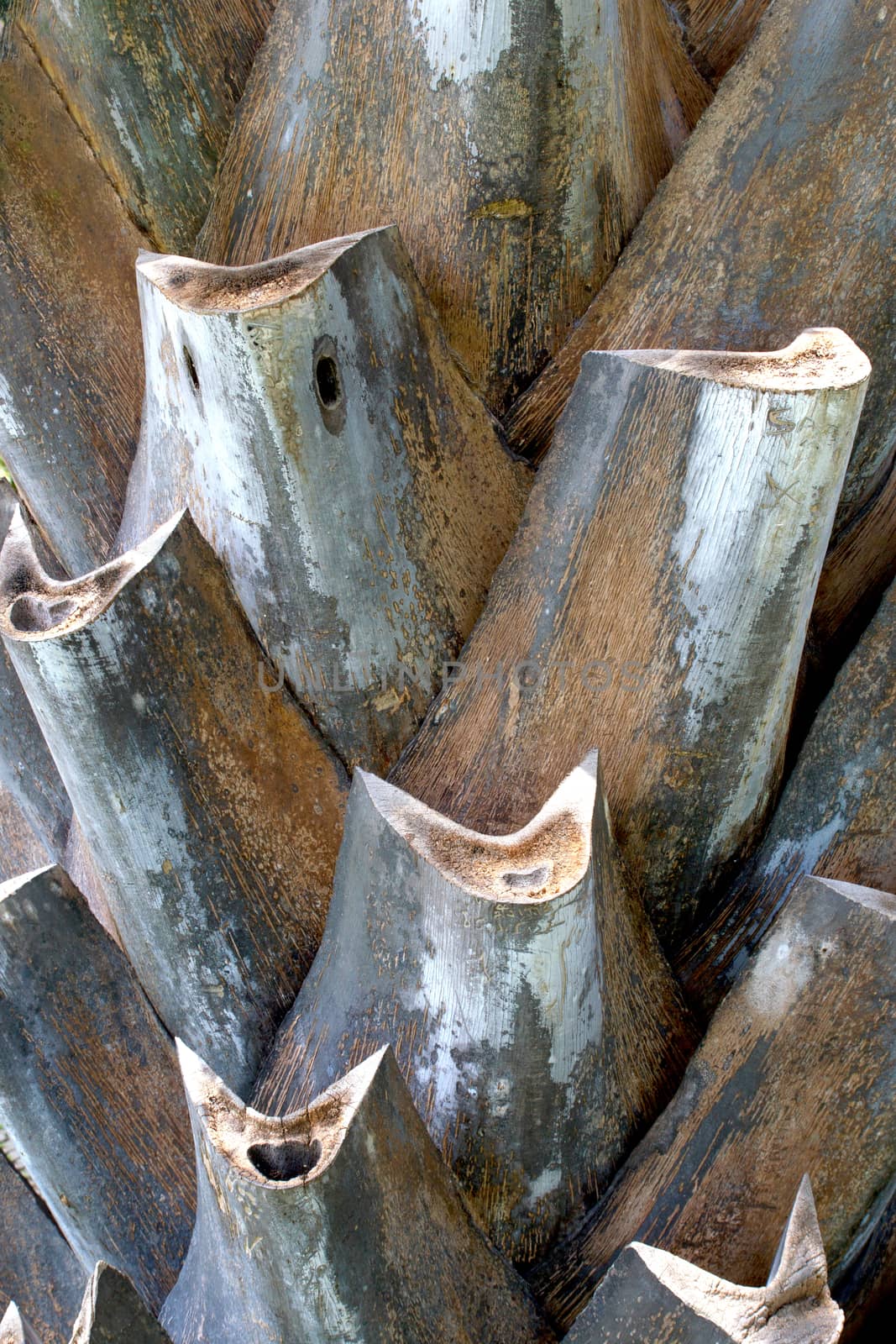 Close-up of the trunk of a palm tree pattern.