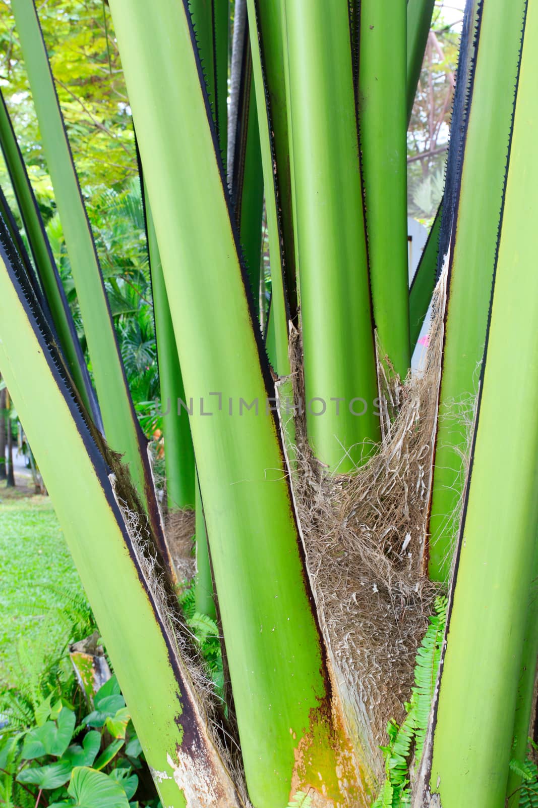 Close-up of the trunk of a palm tree pattern.