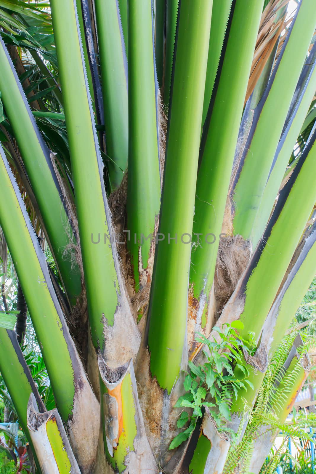 Close-up of the trunk of a palm tree pattern.