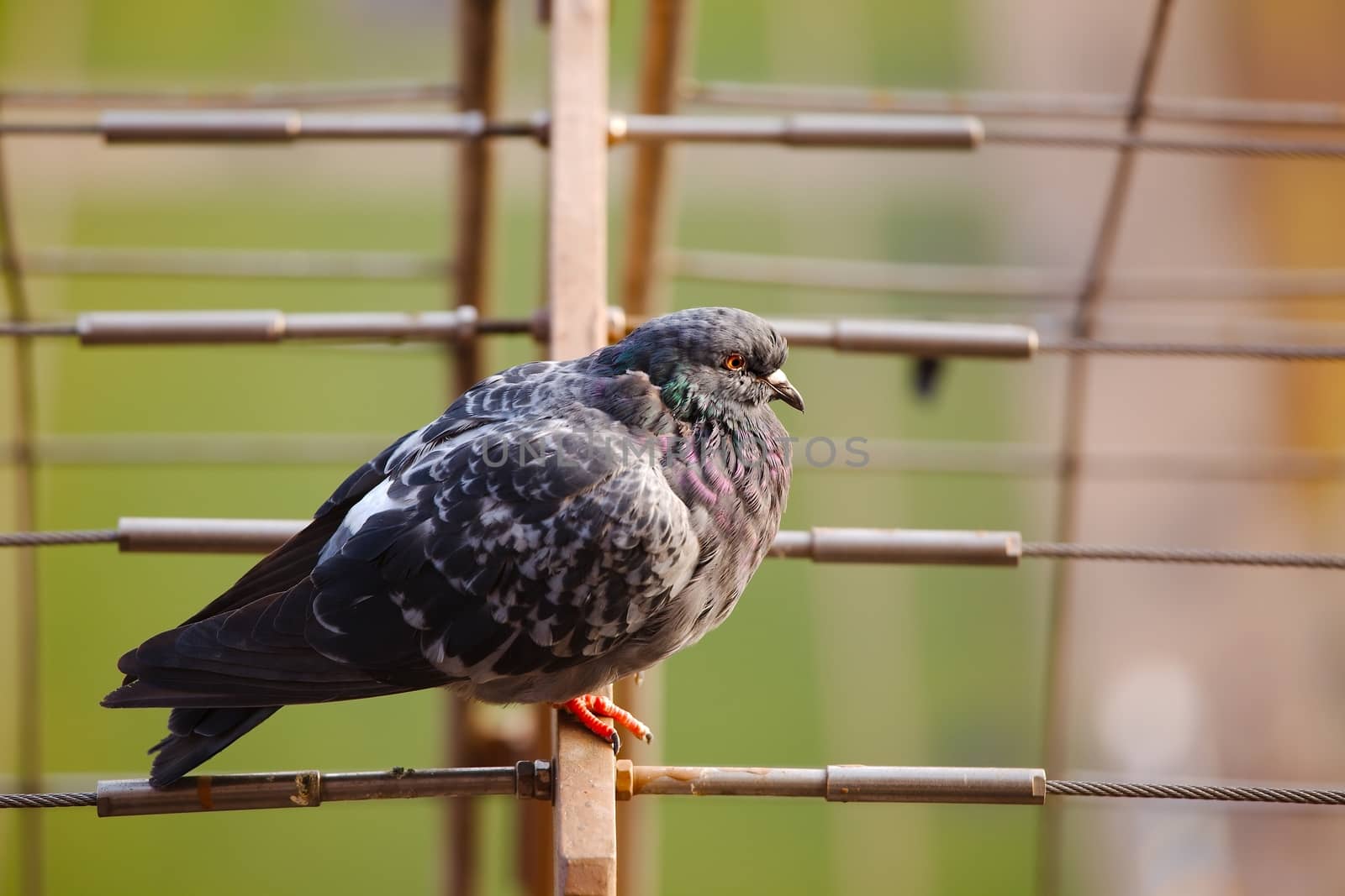 Pigeon on a metal structure