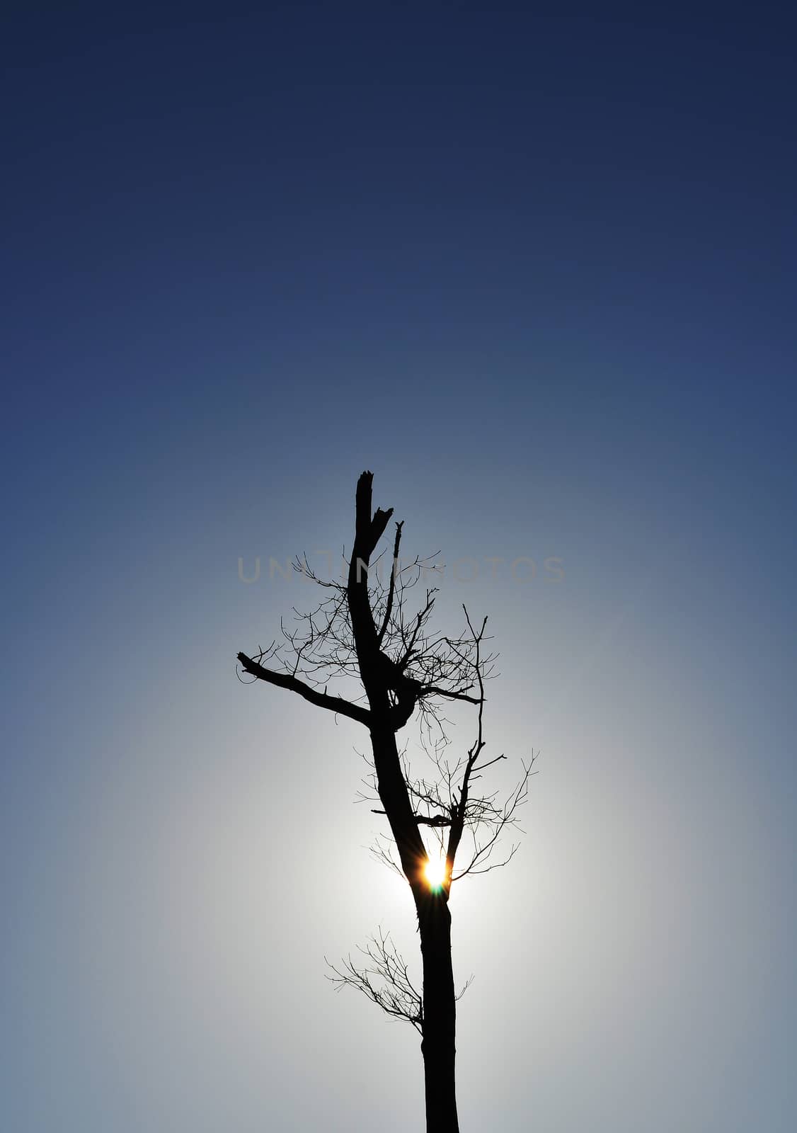 Tree Silhouette with Sunshine by kobfujar
