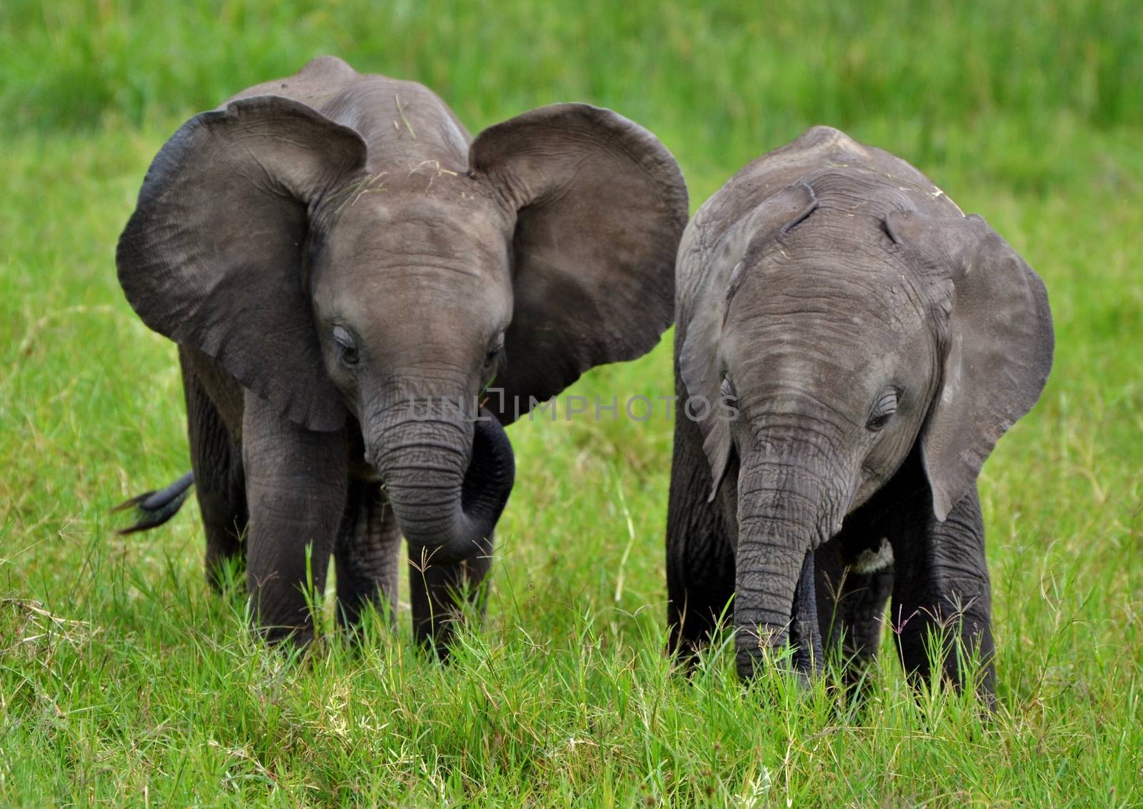 Baby African elephants in Kenya