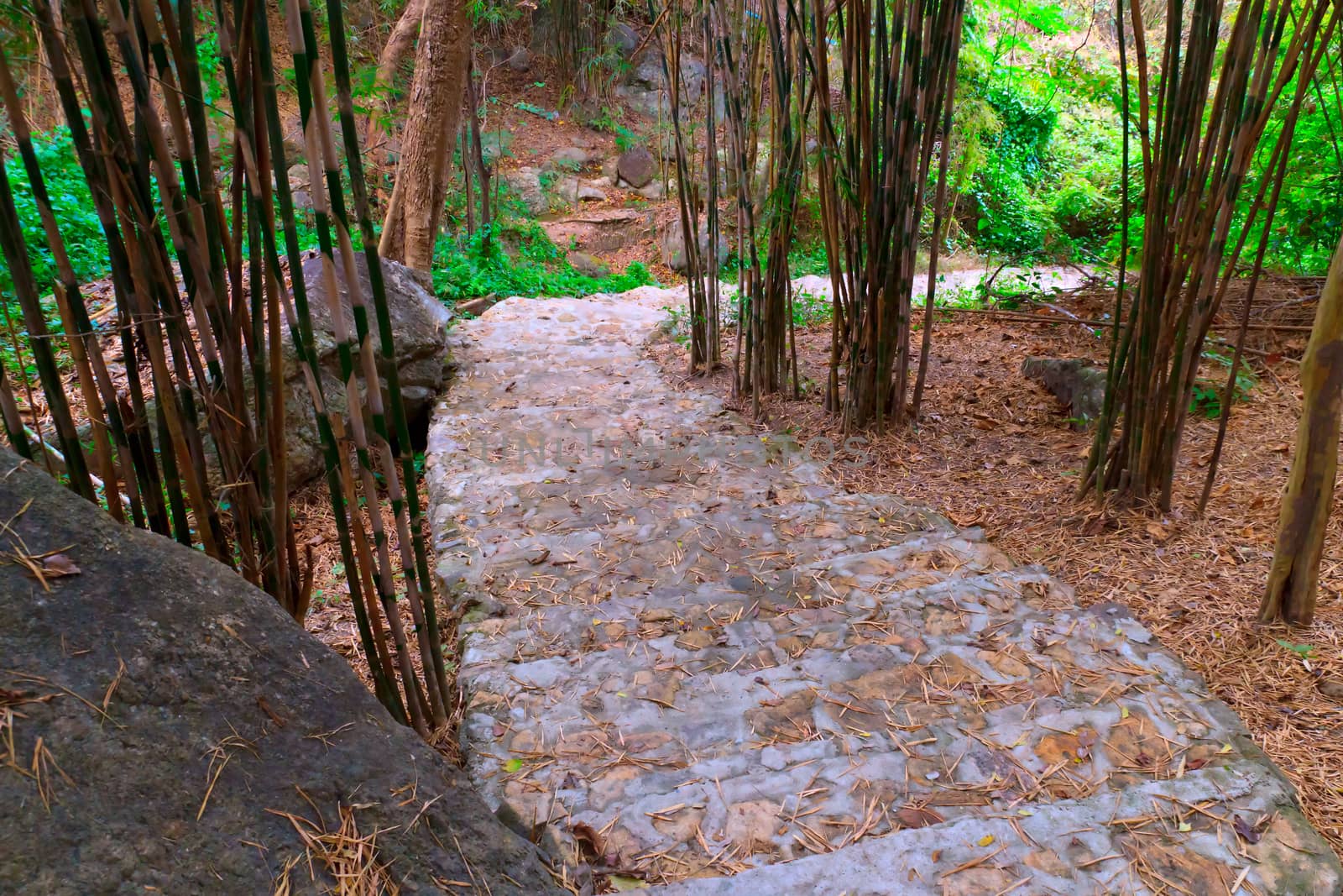 Way down old stair in home garden.