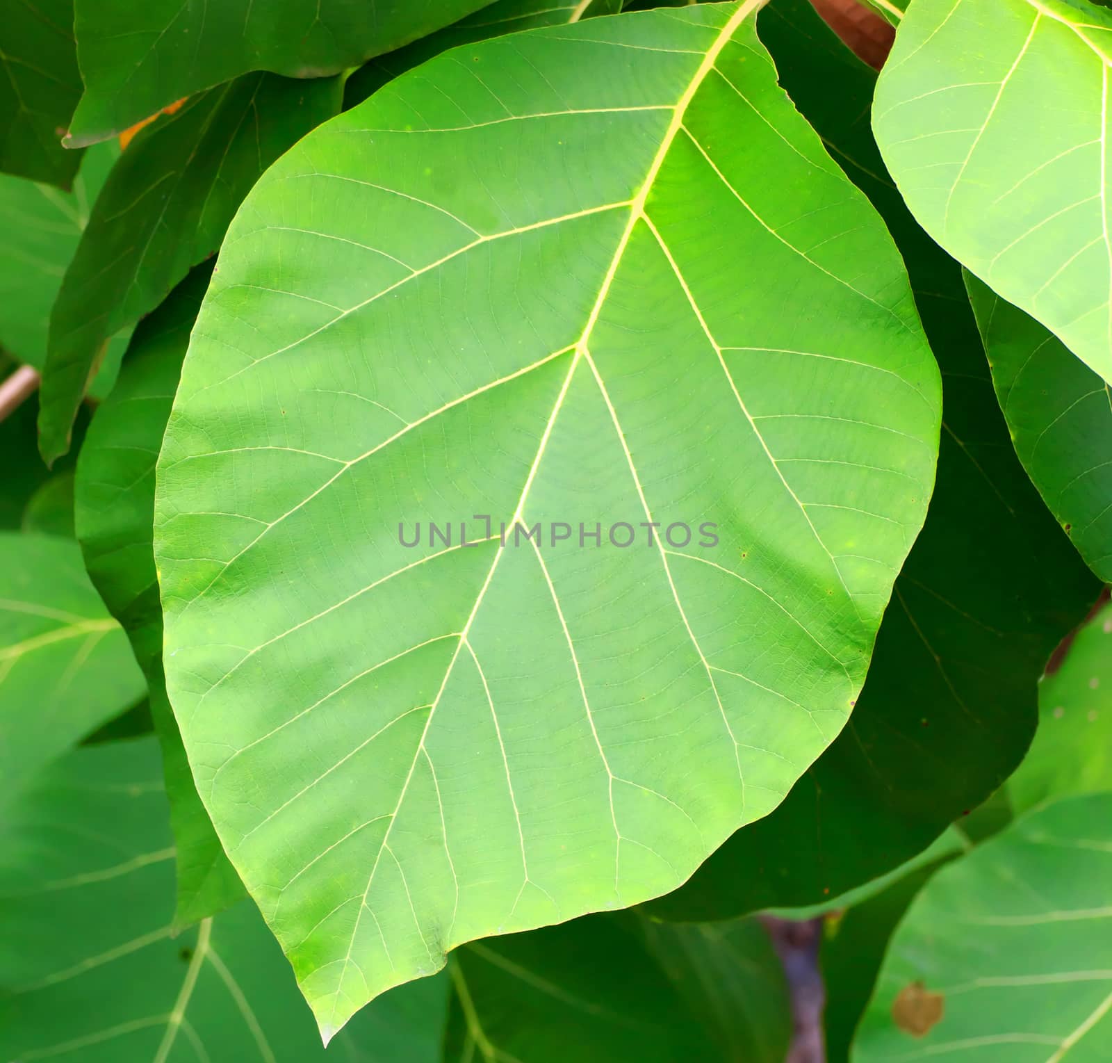 Green teak leaves with beautiful natural pattern.