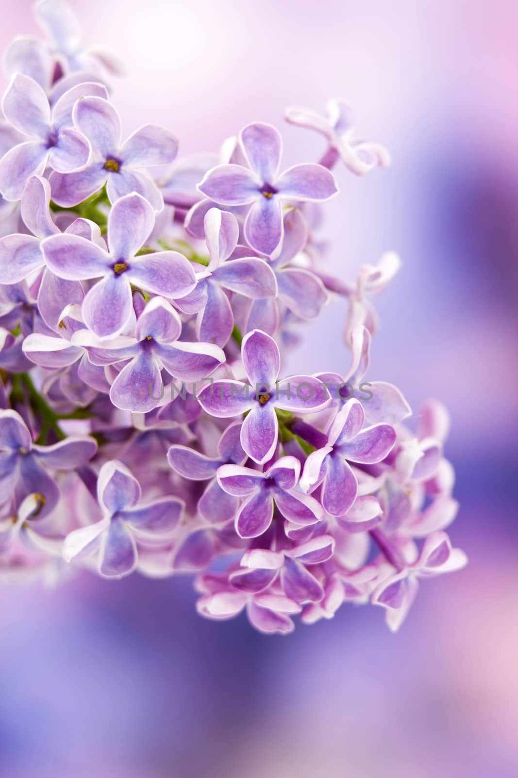 Blooming lilac flowers