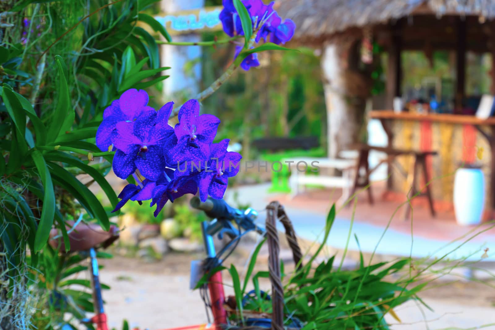 Orchid species of Vanda coerulea with blue color.