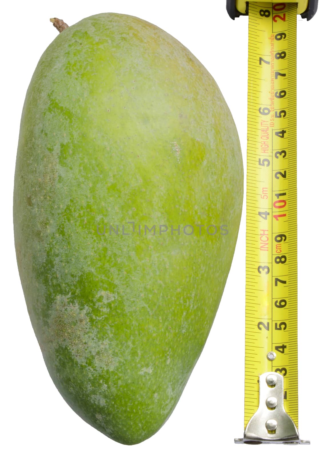 Giant Green Mongo,it's a dominant feature of this Mango.