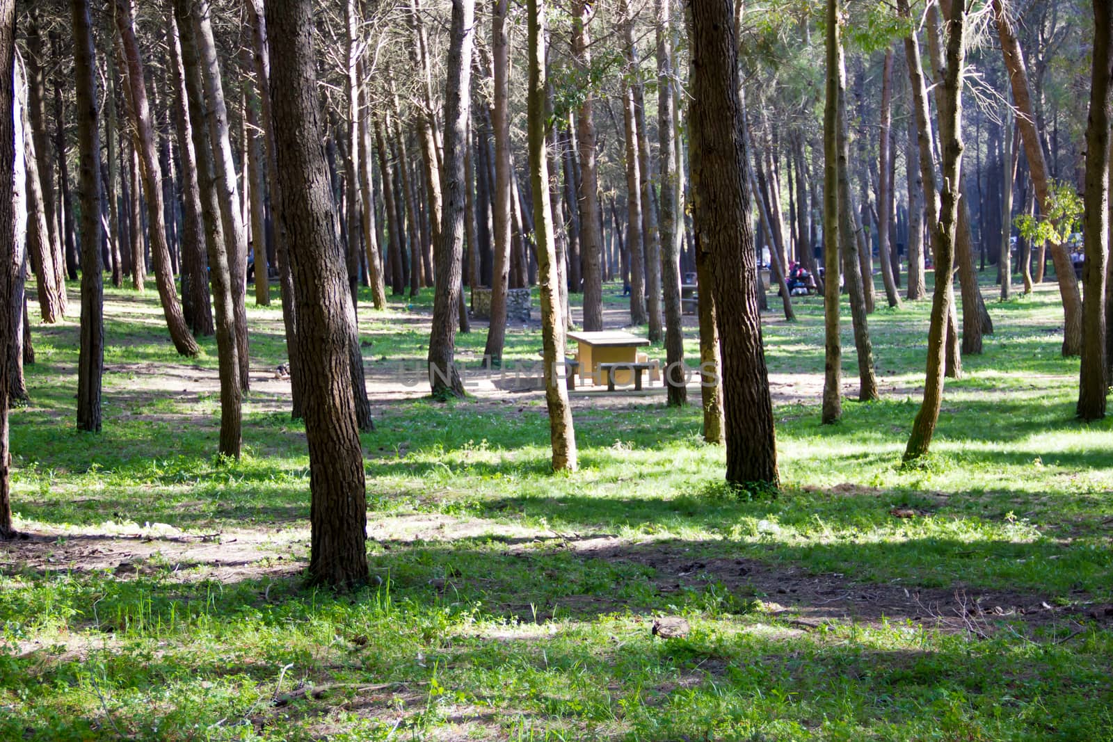 Picnic area in the park in a panoramic view
