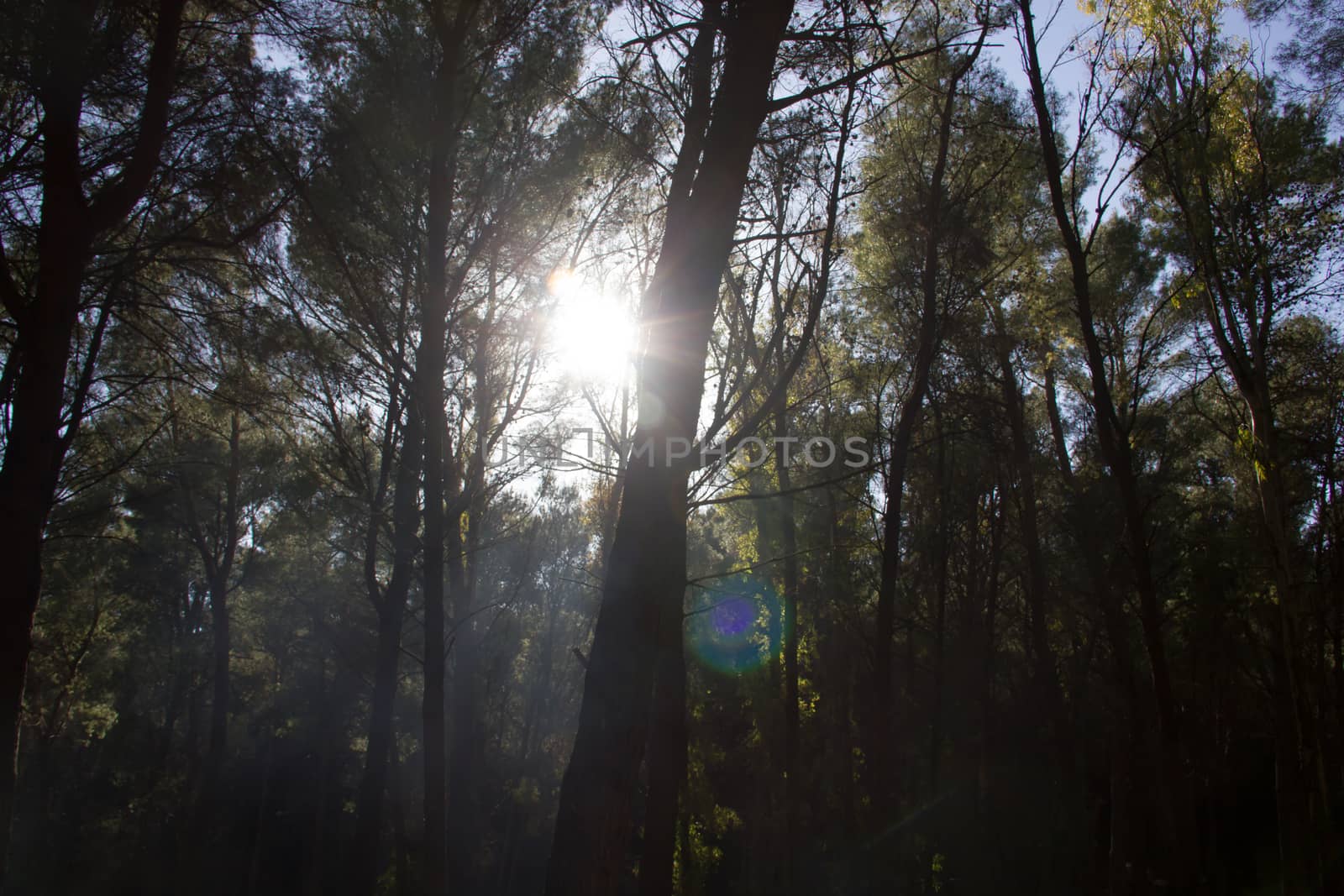 Sun through the trees in the park