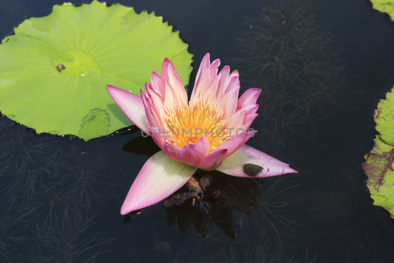 summer river with floating pink water lily.