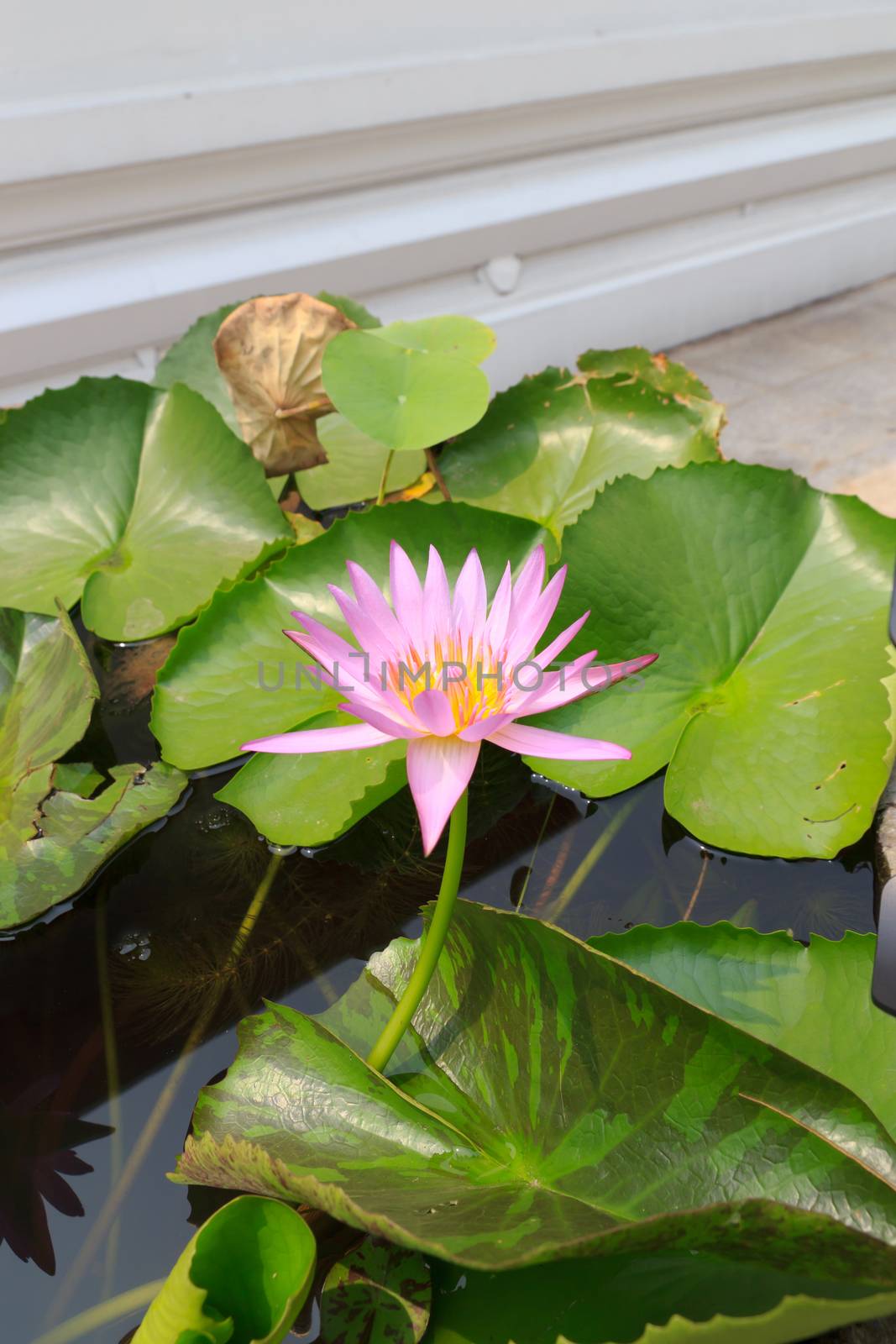 Summer river with floating pink water lily on green leaf background.