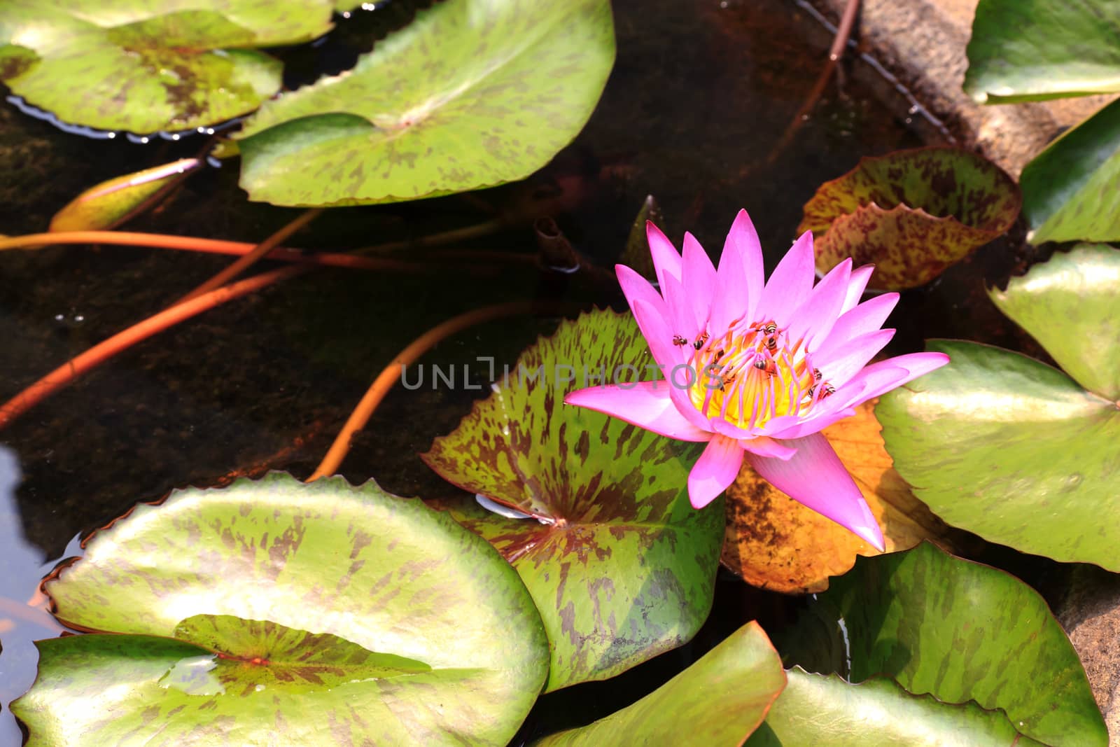 Summer river with floating pink water lily on green leaf background.