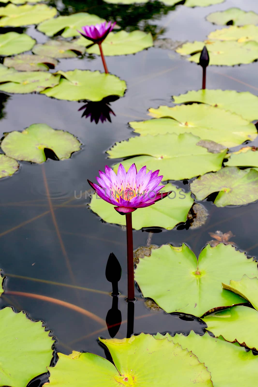 Summer river with floating violet water lily on green leaf background.