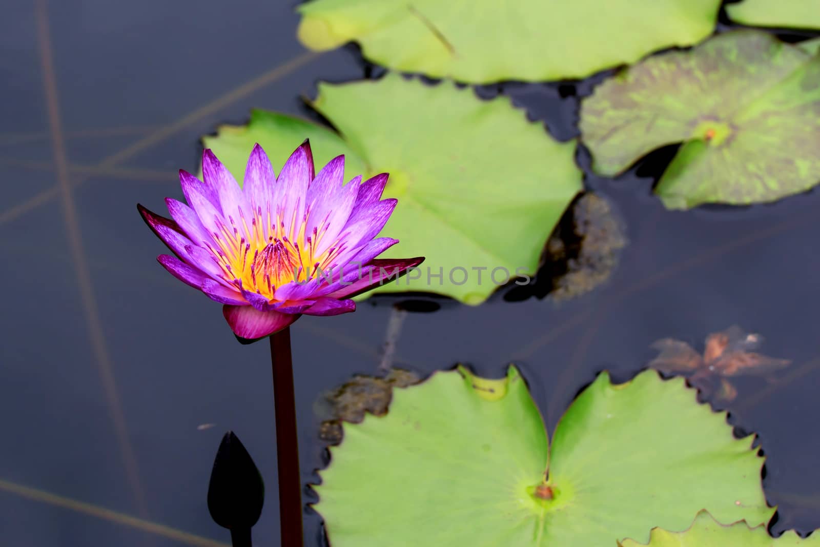 Summer river with floating violet water lily on green leaf background.