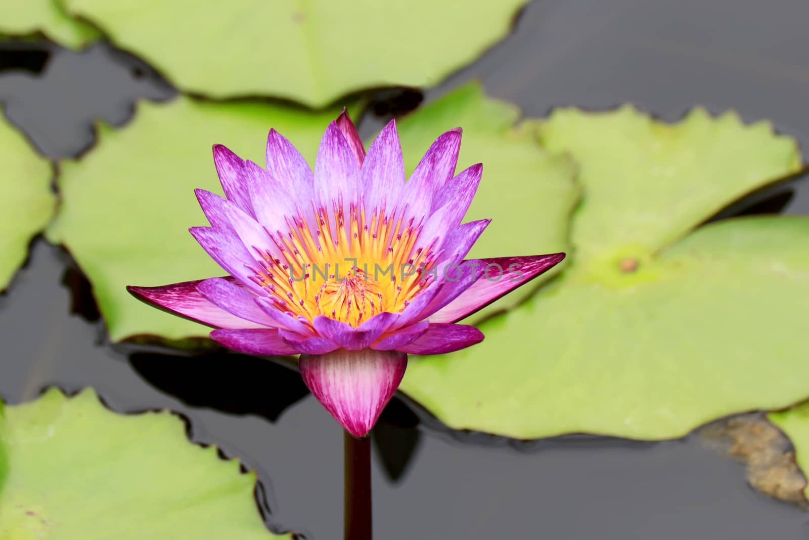 Summer river with floating violet water lily on green leaf background.