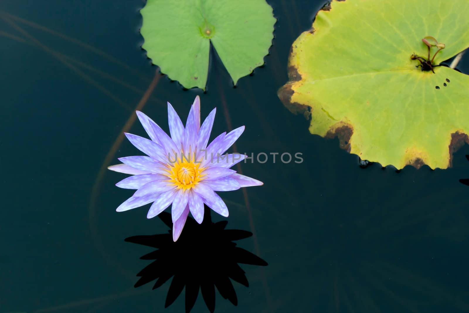 Summer river with floating blue water lily on green leaf background.