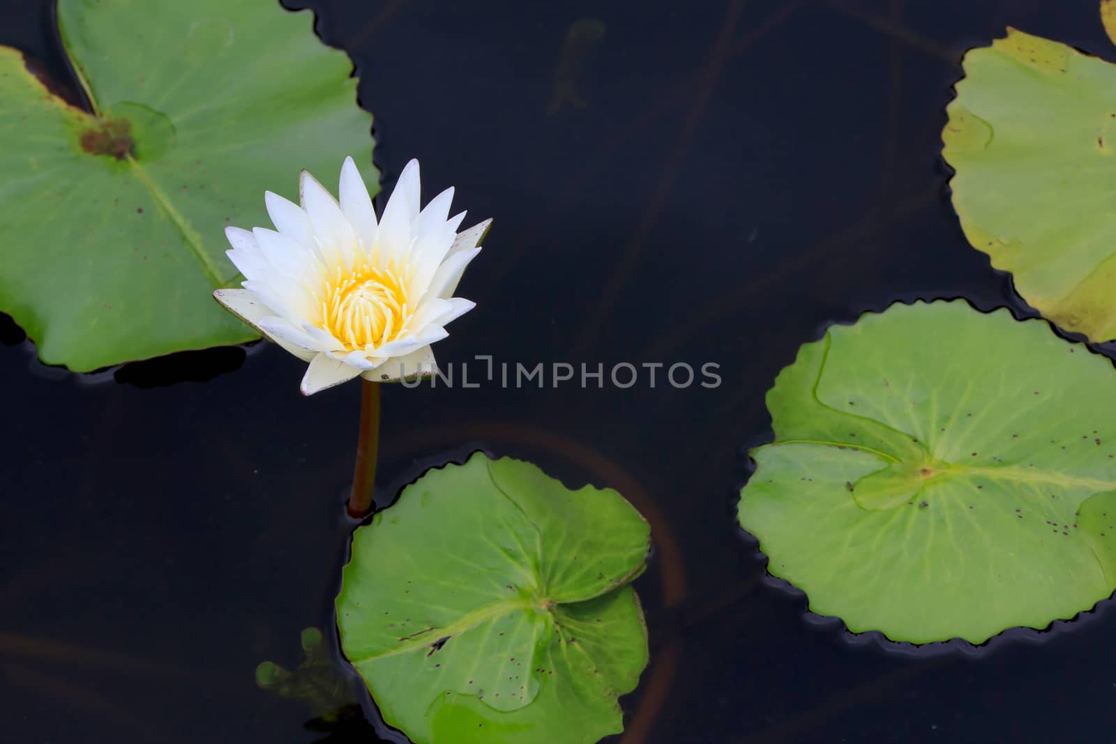 Summer river with floating white water lily on green leaf background.