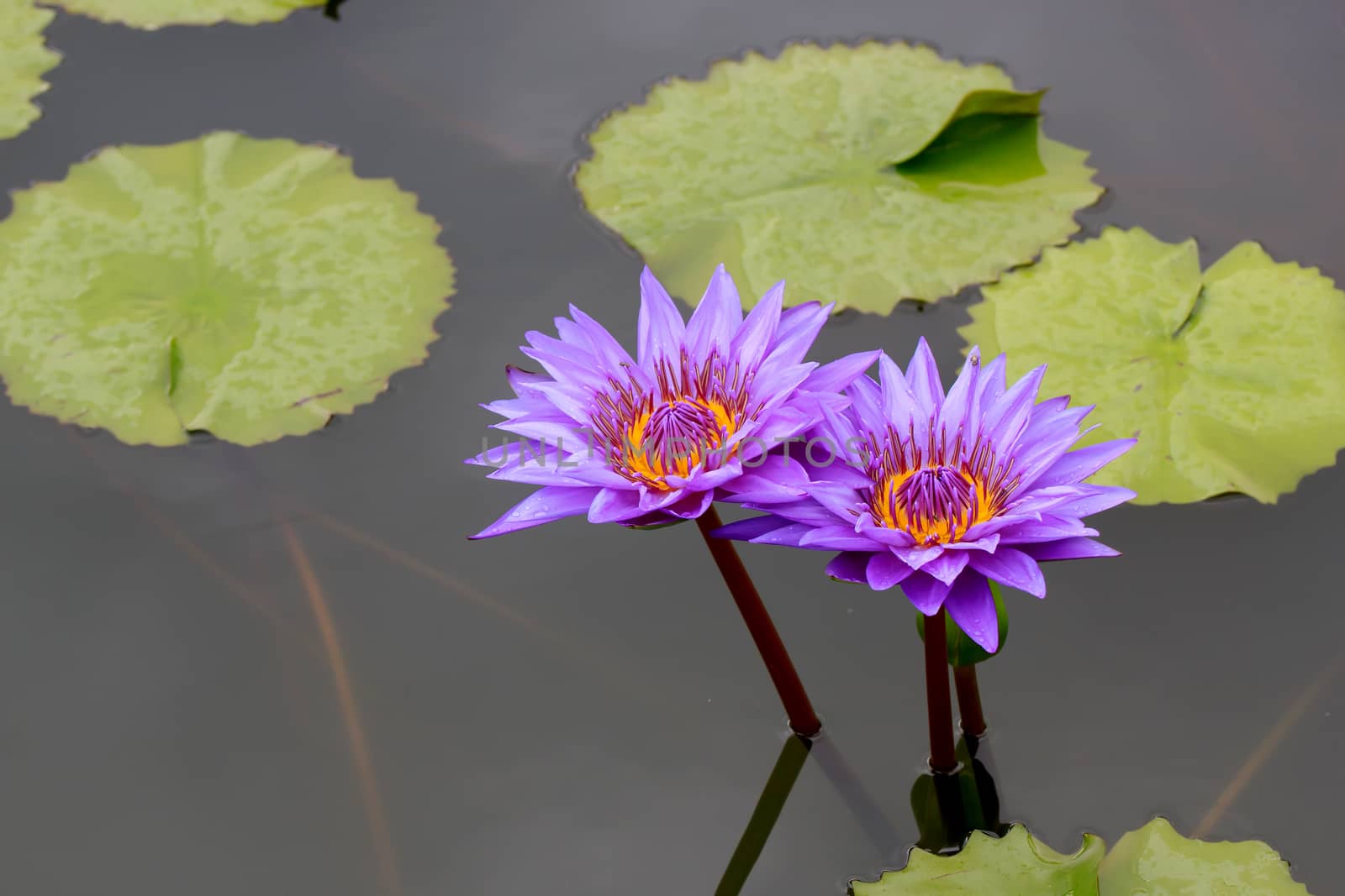 Summer river with floating violet water lily on green leaf background.