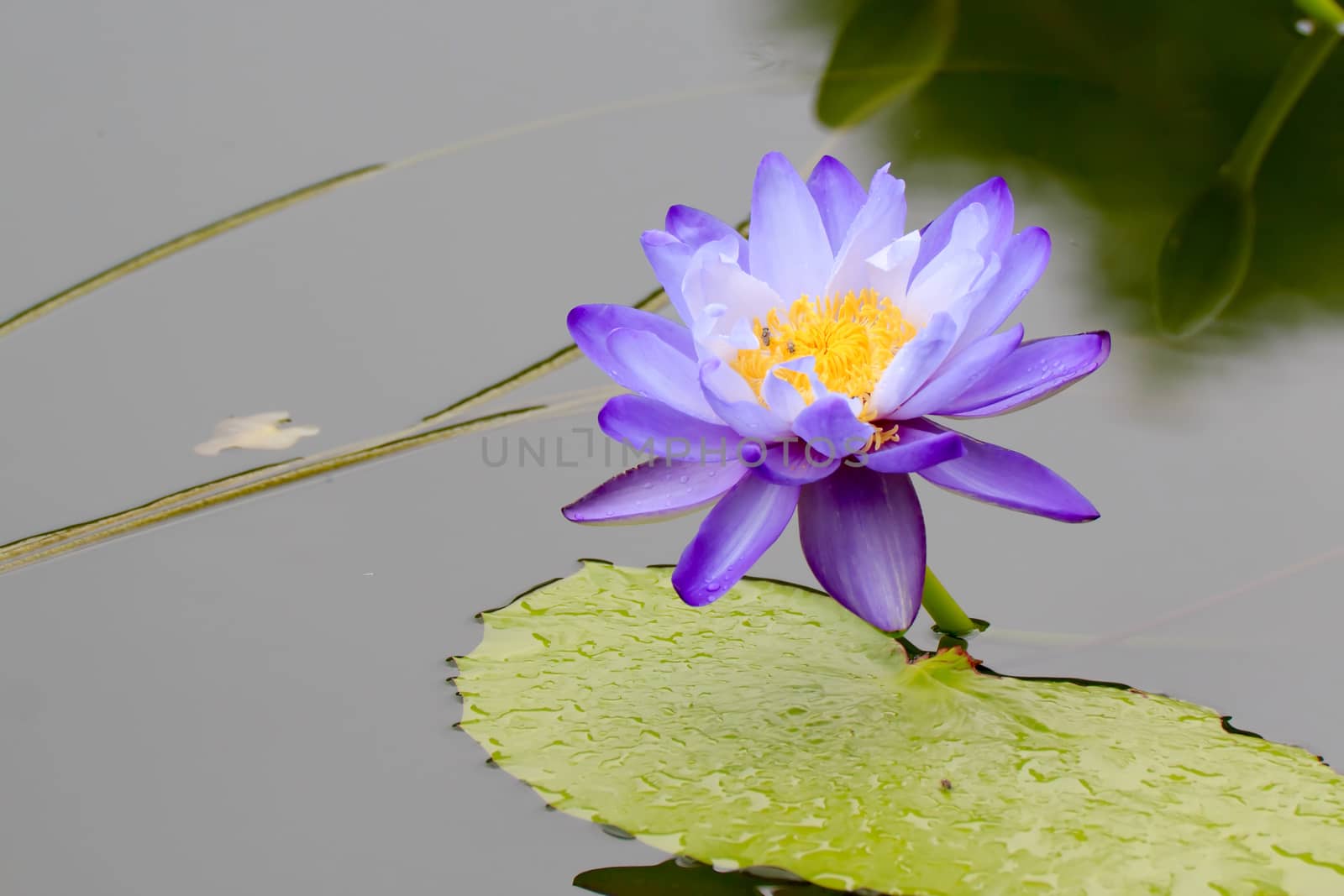 Summer river with floating violet water lily on green leaf background.