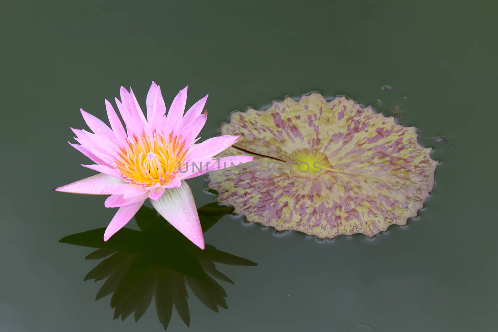 summer river with floating pink water lily on black water background.