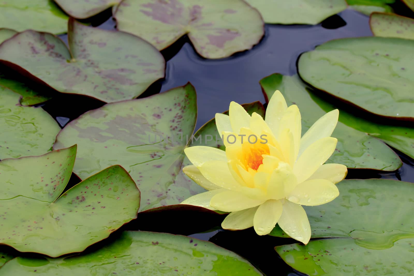 summer river with floating yellow water lily on green leaf background.