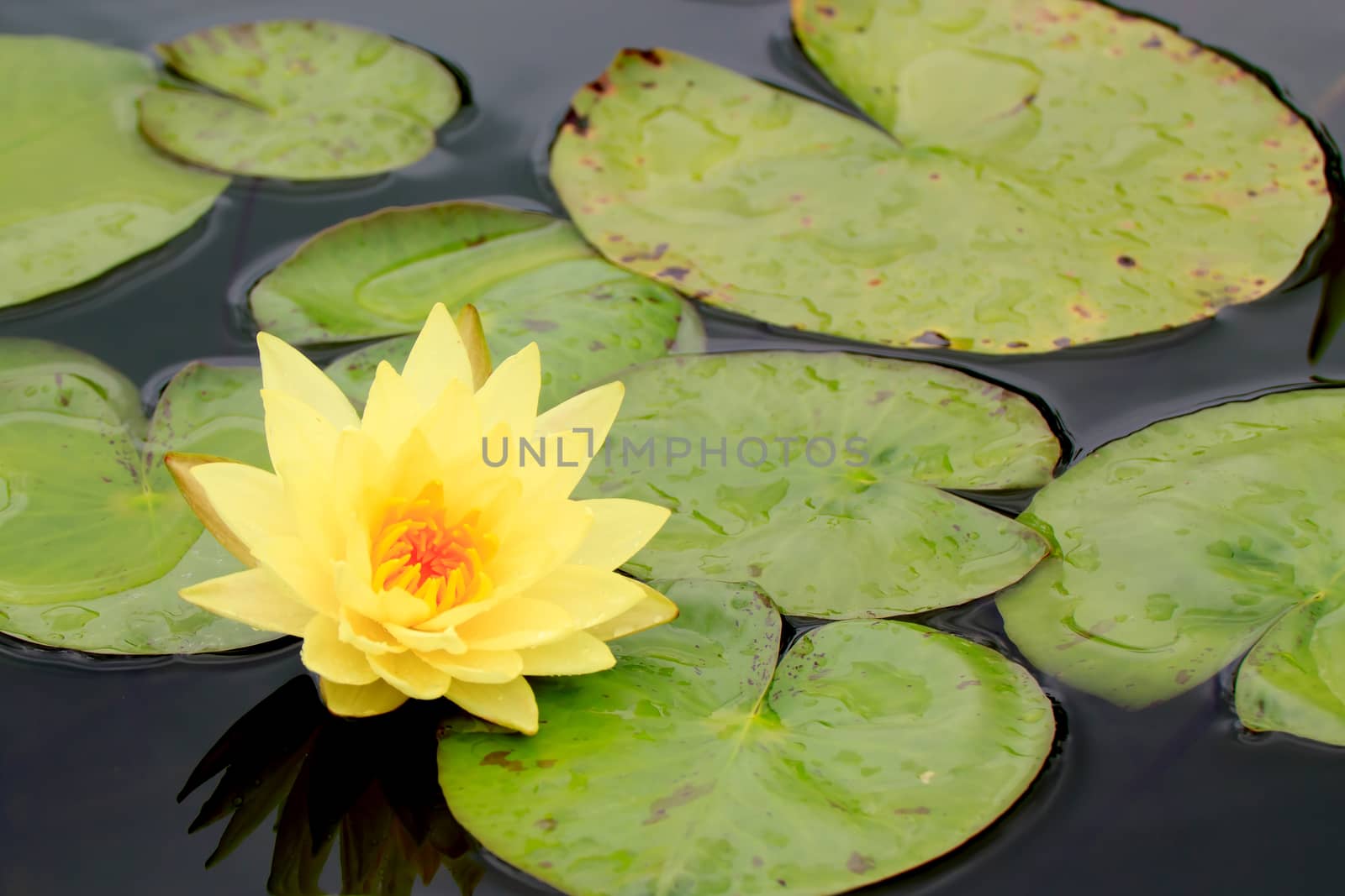 summer river with floating yellow water lily on green leaf background.