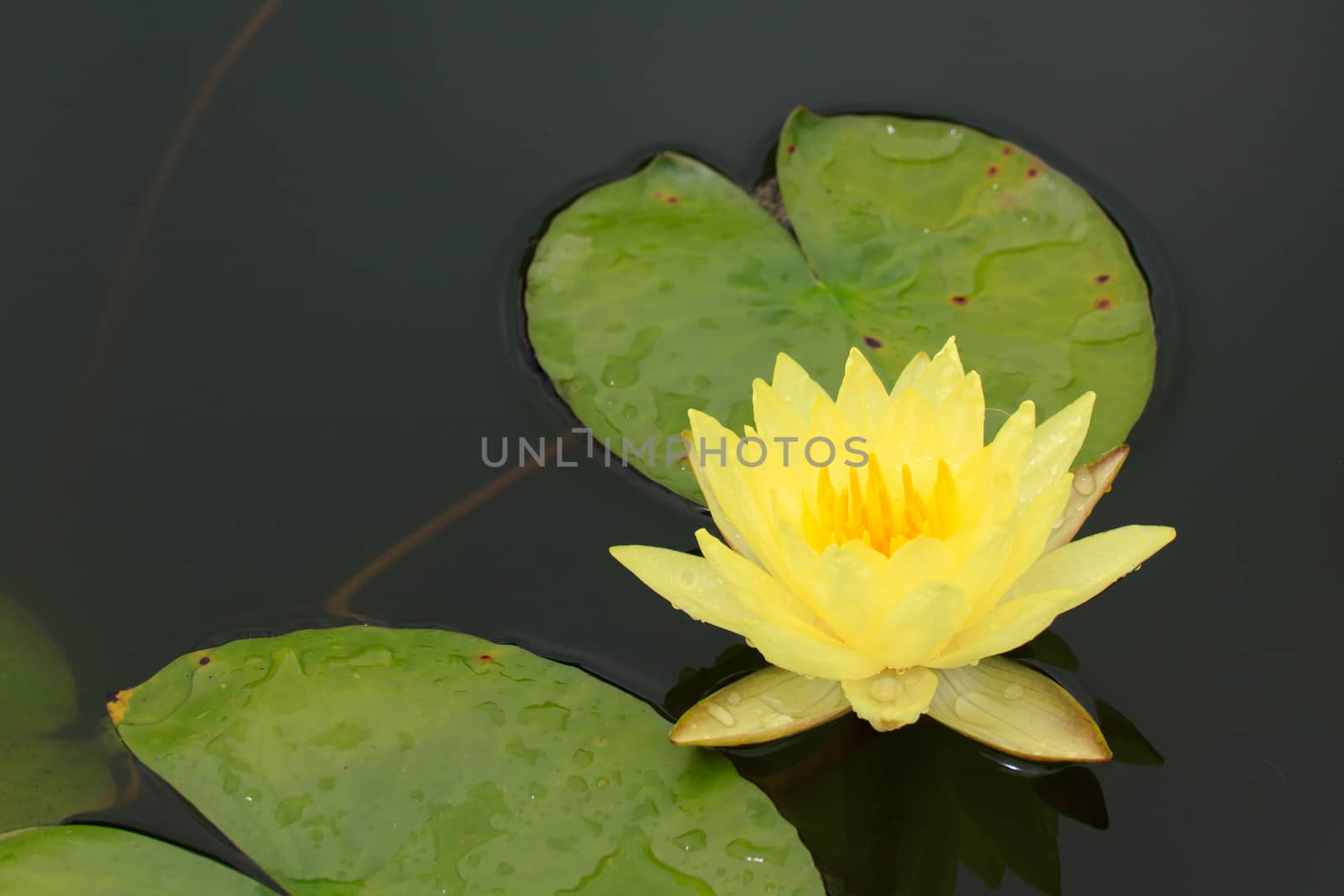 Summer river with floating yellow water lily.