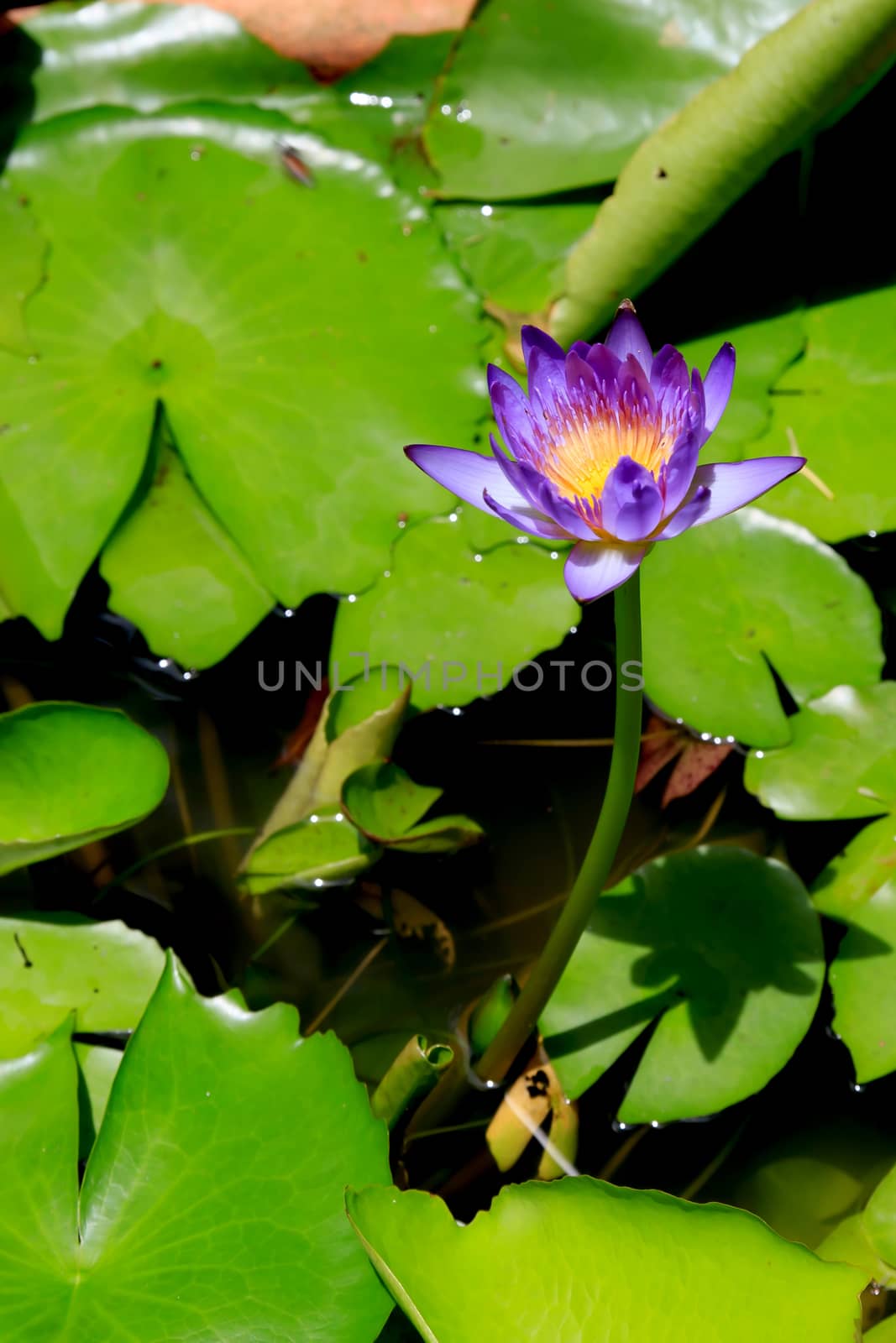 summer river with floating purple water lily.