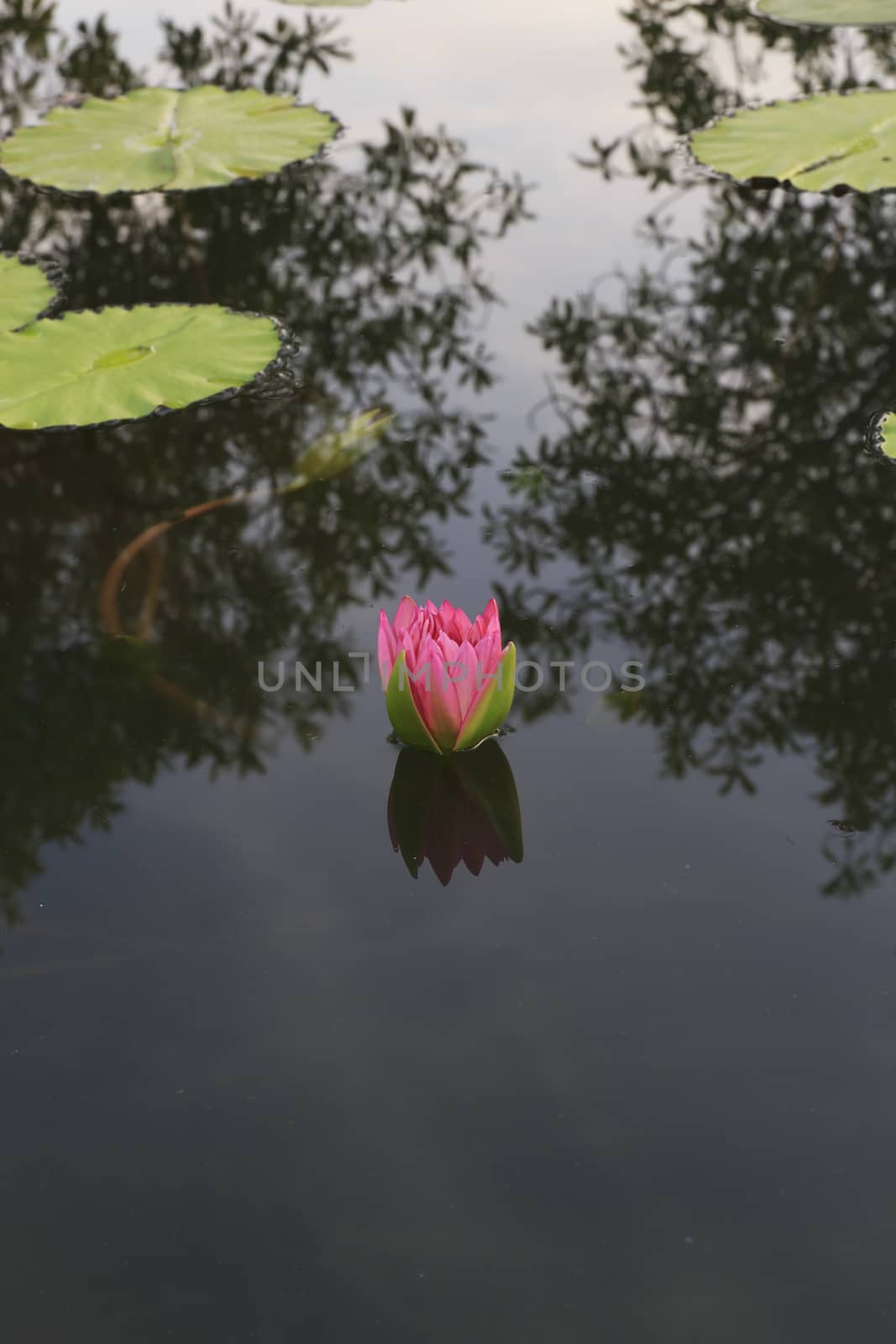 summer river with floating pink water lily.