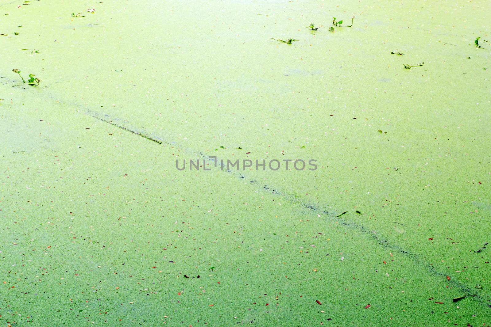 Texture background of the water weed or water fern. 