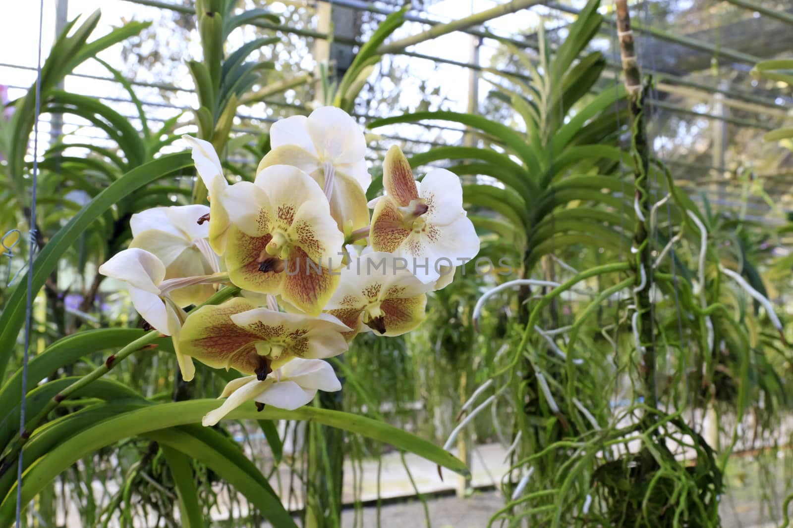 Orchid species of Vanda with crimson color.