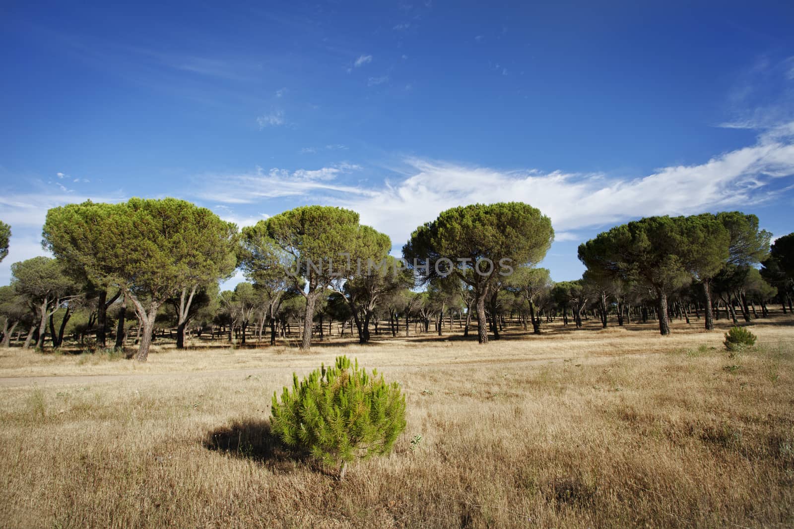 Young pine of reforestation with forest at background. Pinar de Antequera. Valladolid, Spain.