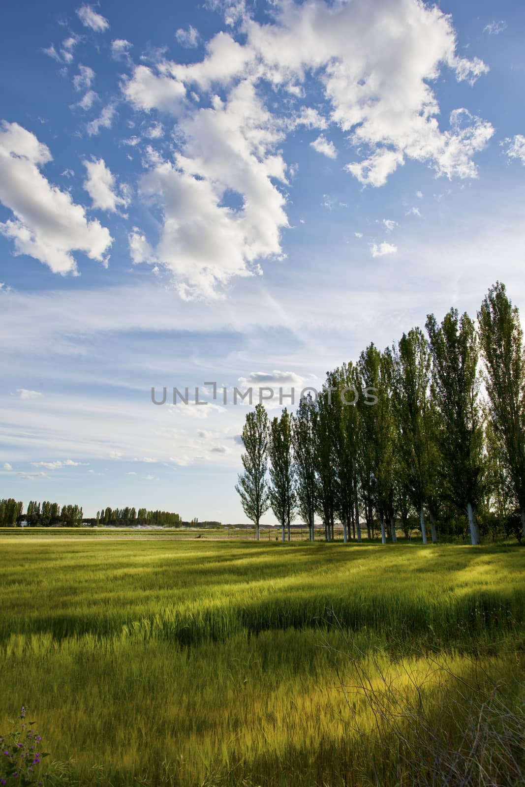 Cereal field at sunset. Colorful green and yellow. Valladolid, Spain.