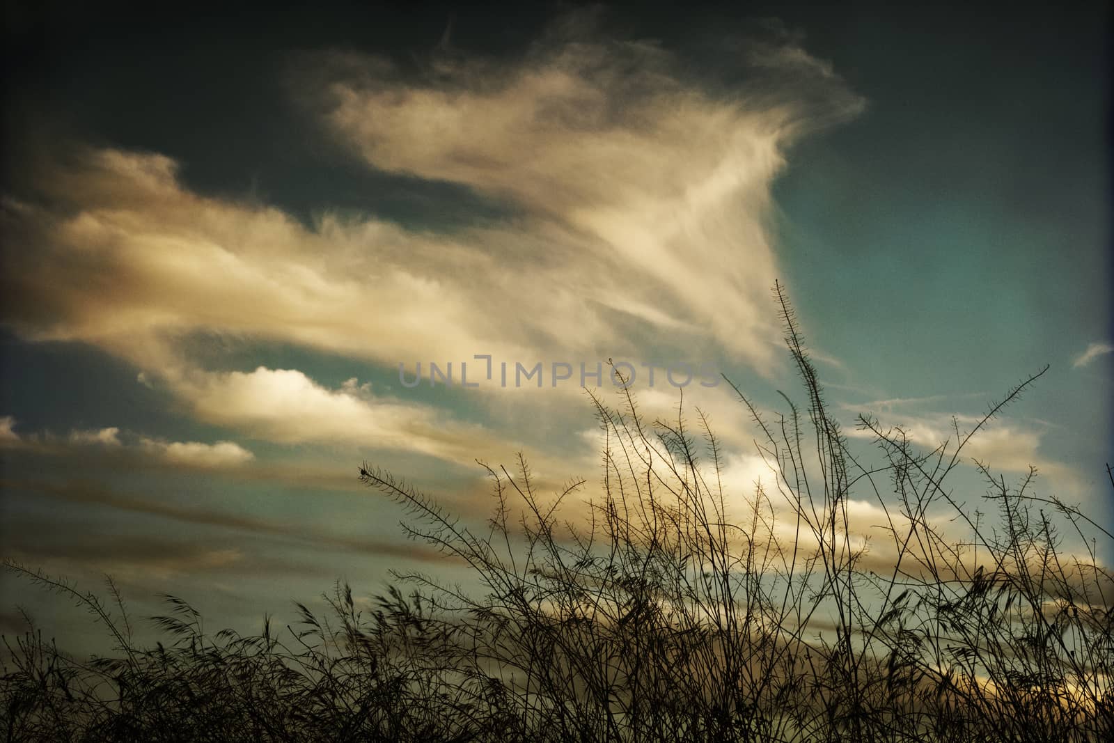 Clouds colored and grass landscape at sunset.