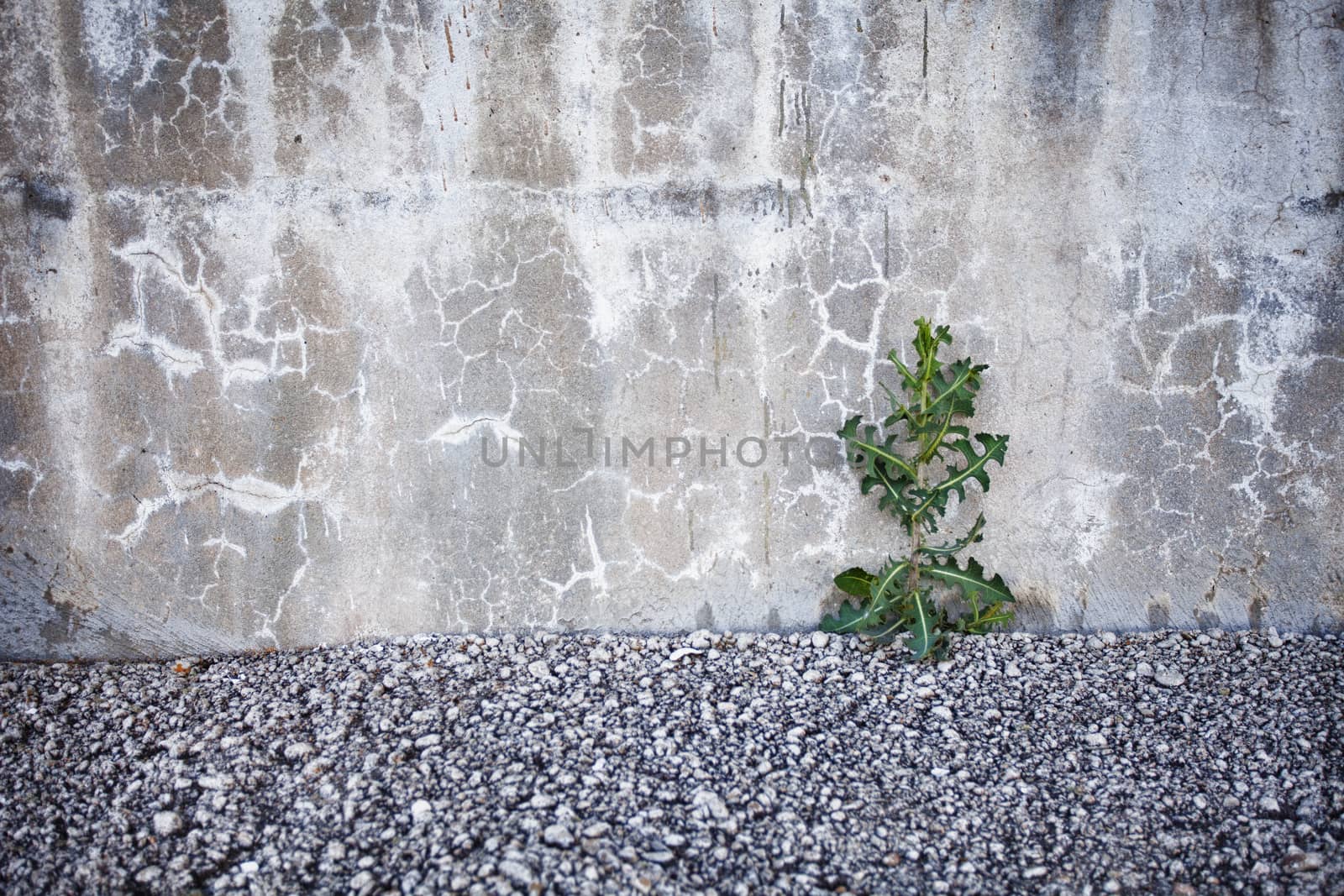  Plant taking root on a concrete wall