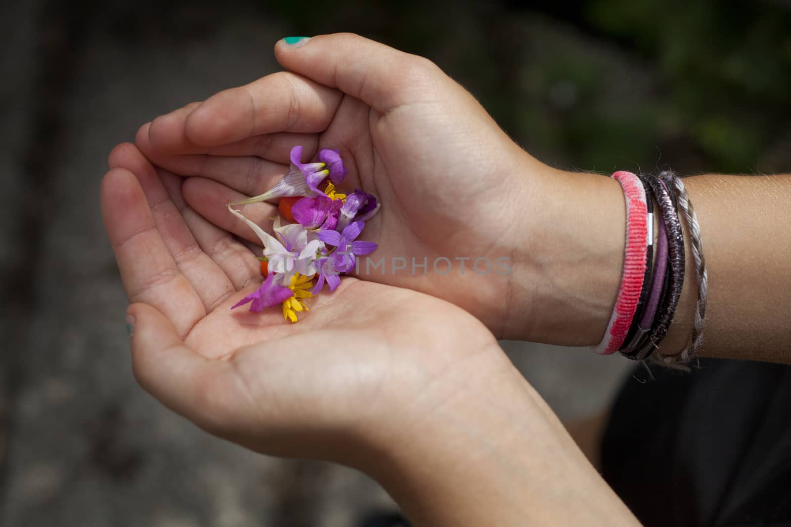 Girl's Hands Holding Multicolor Wildflowers 