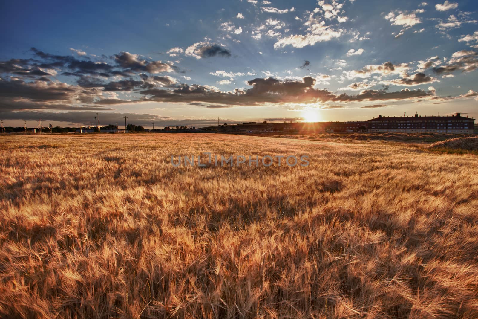 Sunset in a cereal field