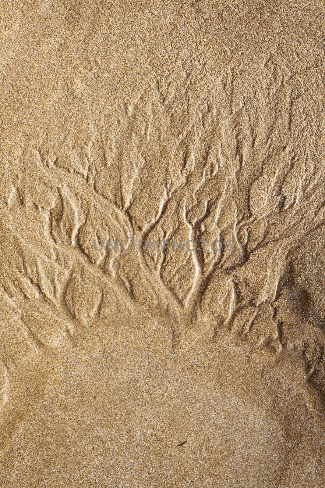 Natural Drawings on the Beach Sand