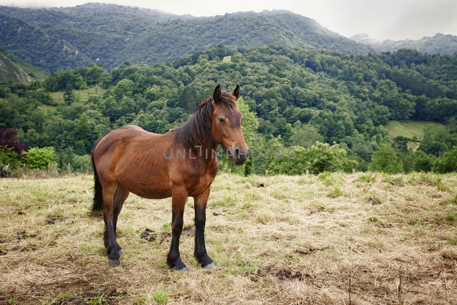 Brown horse on the mountain. North of Spain