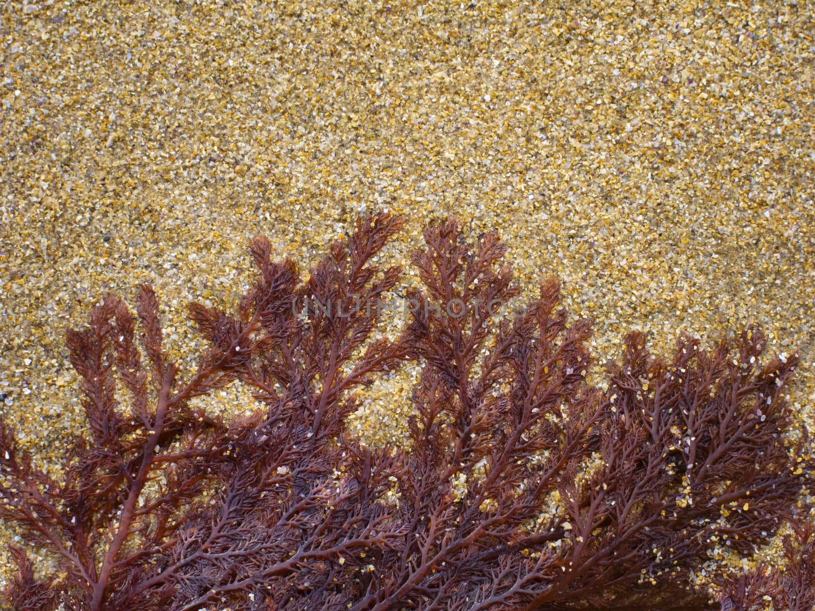 Background of a kelp on the sand. North Spain coastline.