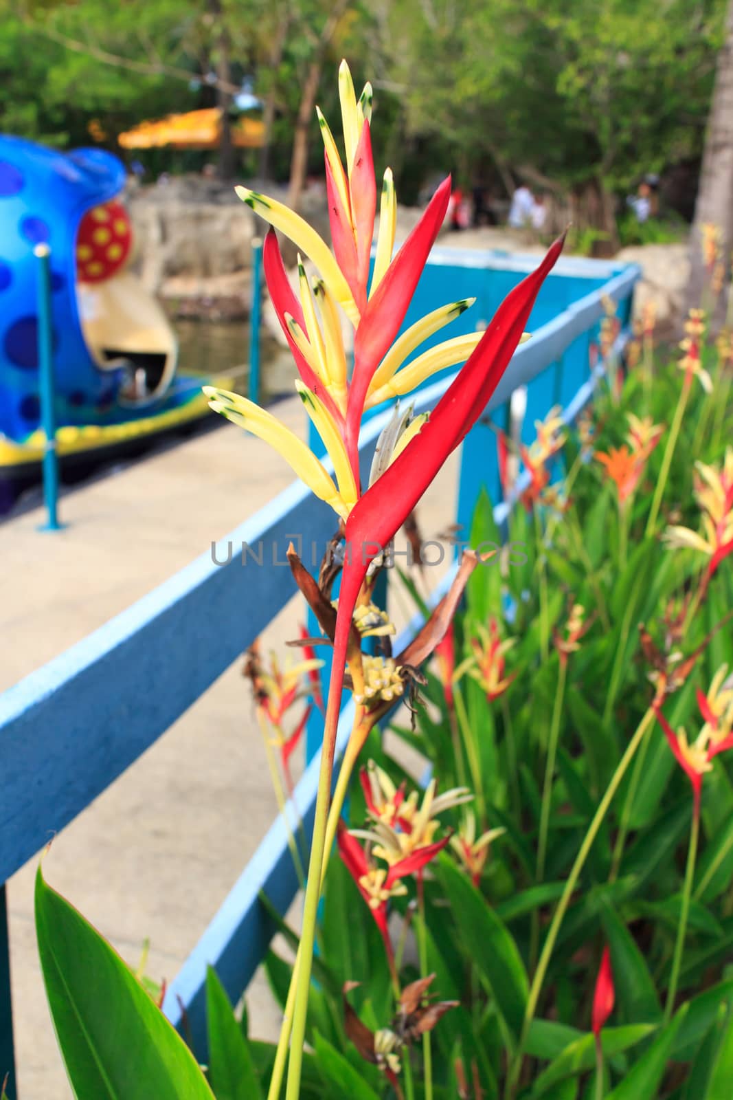 Flower Bird of Paradise View is an amusement park.