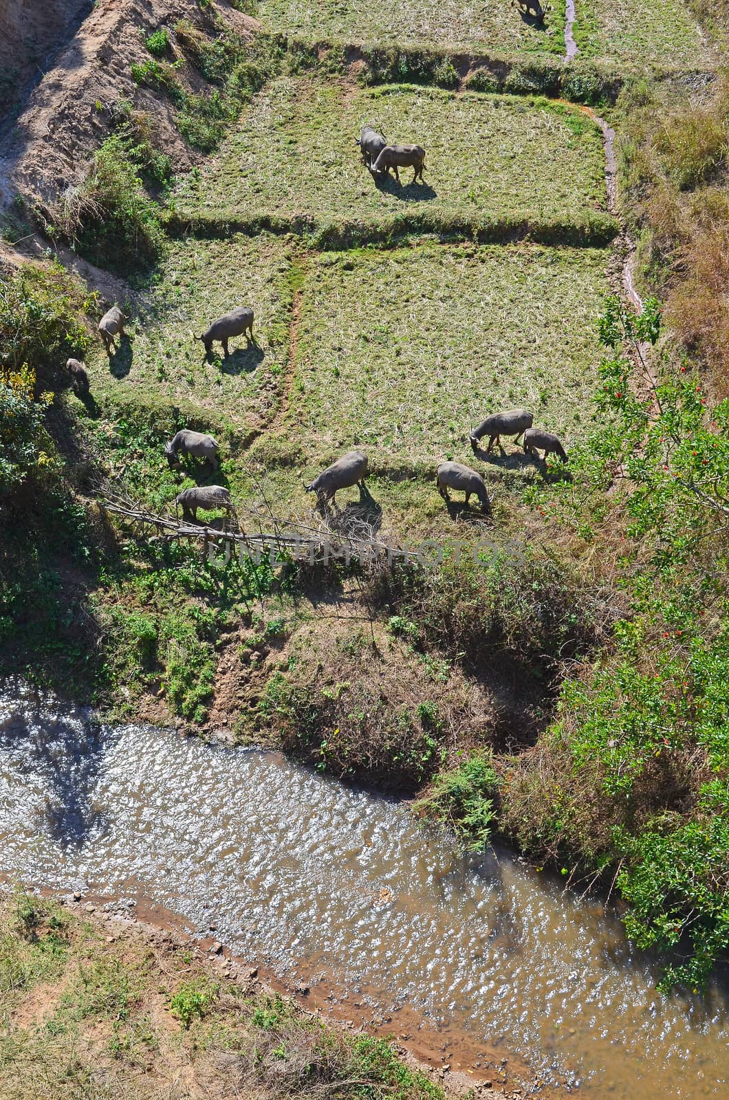 The buffalos graze on field beside the canal .